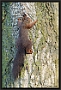 Eekhoorn, Red Squirrel, Sciurus vulgaris Location: Almelo, the Netherlands eekhoorn F5A4307 kopie